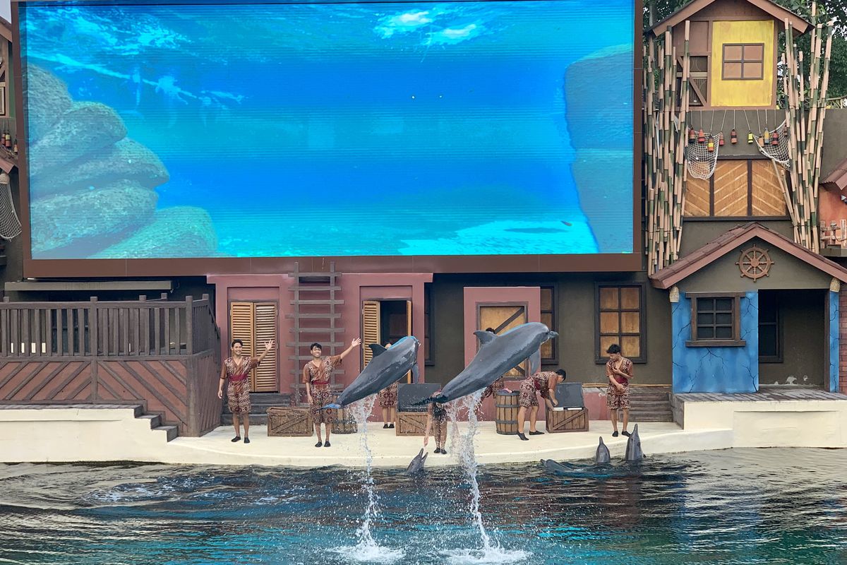 Marine Safari Bali, cara nonton lumba lumba di Marine Safari Bali, jumlah lumba lumba di Marine Safari Bali, jadwal atraksi lumba lumba di Marine Safari Bali, Lumba-lumba Marine Safari Bali, Berapa Umurnya?
