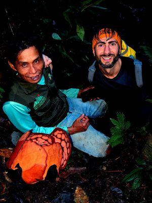 rafflesia, rafflesia hasseltii, rafflesia arnoldi berasal dari bengkulu, Rafflesia hasseltii, Rafflesia hasseltii Bengkulu, Perjalanan 13 Tahun Aktivis Bengkulu Temukan Rafflesia Hasseltii yang Pernah Dianggap Punah, Perjalanan 13 Tahun Memburu Rafflesia Hasseltii, Eksplorasi Kecil yang Mengubah Arah Hidup, Kolaborasi dengan Oxford dan Ekspedisi Beruntun, Temuan Sebelum Rafflesia Hasseltii, Ekspedisi November 2025: Perjalanan 23 Jam Penuh Risiko, Momen Temuan yang Ditunggu 13 Tahun, Etika Dokumentasi dan Ancaman Kepunahan, Penemuan Langka yang Menjadi Alarm Konservasi