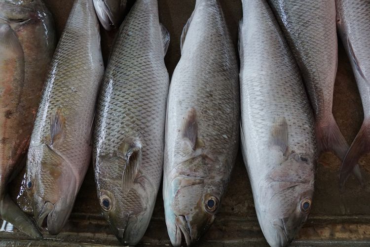 Ikan mentah, kulkas, Batas Waktu Penyimpanan Ikan Mentah di Kulkas yang Wajib Kamu Ketahui