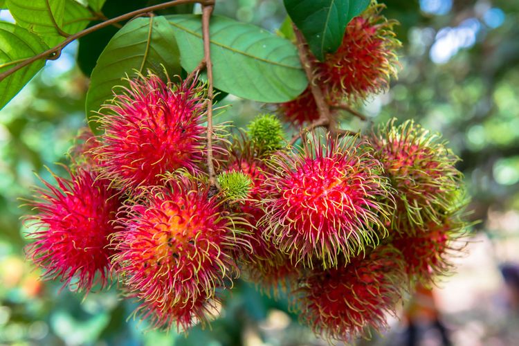 musim rambutan, 2025, Buah rambutan, panen rambutan, rambutan berbuah, Musim Rambutan Jatuh di Bulan Apa? Ini Jadwal Panen Buahnya!
