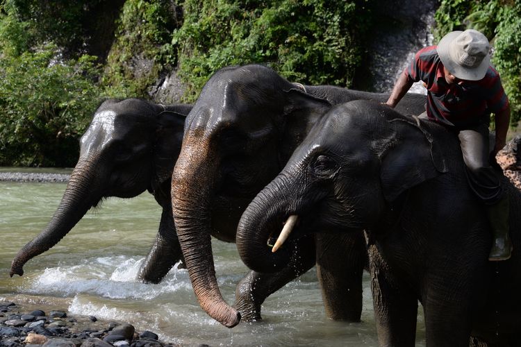 wisata, destinasi wisata, Liburan Sambil Peduli Bumi, Ini 7 Wisata Ramah Lingkungan di Indonesia, 1. Desa Wisata Les, Buleleng, Bali, 2. Desa Wisata Krebet, Bantul, Yogyakarta, 3. Desa Wisata Jatiluwih, Tabanan, Bali, 4. Ekowisata Tangkahan, Langkat, Sumatera Utara, 5. Tambling Wildlife Nature Conservation, Lampung, 6. Taman Nasional Tanjung Puting, Kalimantan Tengah, 7. Pulau Macan Eco Lodge, Kepulauan Seribu