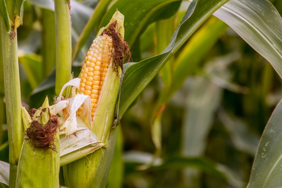 Jagung, jagung, Manfaat Jagung, manfaat jagung, Manfaat jagung bagi kesehatan tubuh, apakah jagung sehat, olahan jagung sehat, Jarang Diketahui, Ini 7 Khasiat Jagung untuk Kesehatan Tubuh, Kandungan Gizi Jagung, Manfaat Jagung untuk Kesehatan, Efek Samping Jagung Jika Dikonsumsi Berlebihan, Tips Konsumsi Jagung yang Sehat