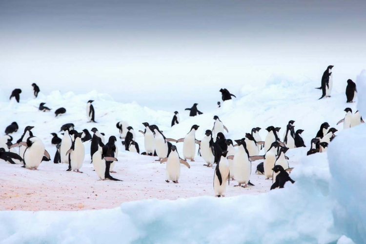 20 Januari Memperingati Hari Apa? Ini Momen Penting dan Sejarahnya, HUT Hubungan Diplomatik Indonesia dan Jepang, Hari Penerimaan Internasional, Hari Berjalan di Luar Ruangan, Hari Kesadaran Penguin