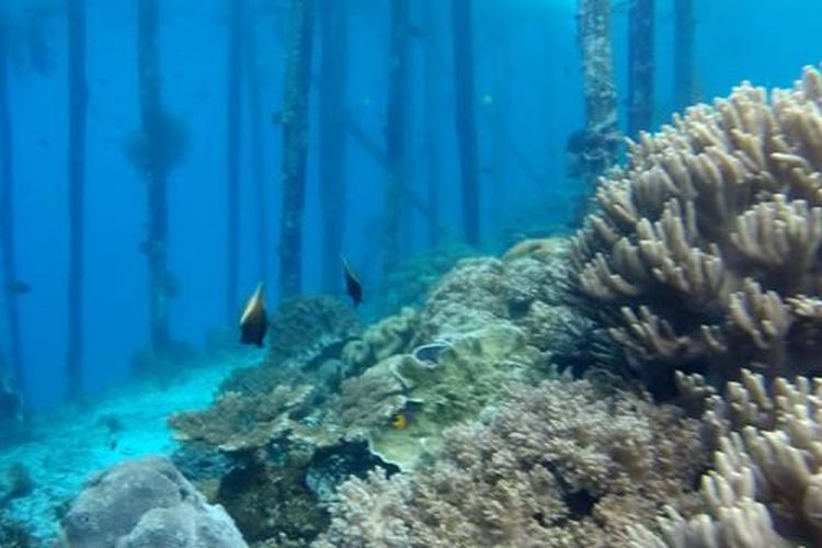 Kepulauan Raja Ampat, tambang nikel, Kemenpar, Wisata Raja Ampat, Tambang Nikel, Berwisata ke Raja Ampat di Tengah Polemik Tambang Nikel, Amankah?