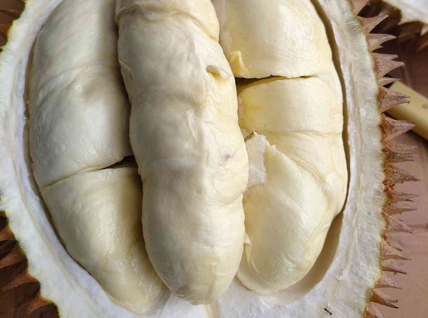durian, Menikmati Durian Kampung Cengal, Harta Karun Tersembunyi Bogor Bagian Barat