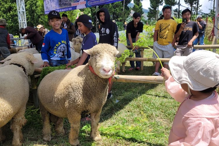 domba batur, dcf 2025, Kontes Domba Batur, Kontes Domba Batur yang Lucu Ramaikan Dieng Culture Festival 2025, Ada yang Bobotnya 116 Kg
