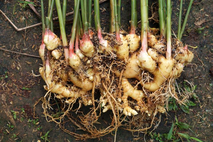 Cara Menanam Jahe di Polybag agar Rimpangnya Besar, Ini Panduan Ahli, 1. Pemilihan bibit menentukan hasil panen, 2. Media tanam harus gembur dan kaya nutrisi, 3. Ukuran polybag berpengaruh pada pembesaran rimpang, 4. Teknik penanaman yang tepat, 5. Penyiraman dan pencahayaan ideal, 6. Pemupukan untuk rimpang besar, 7. Penggemburan dan penimbunan media, 8. Panen di waktu yang tepat