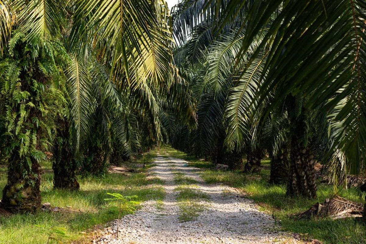 Papua, kelapa sawit, Apakah Tanah Papua Cocok untuk Ditanami Kelapa Sawit?