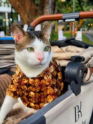 tenun Tanimbar, bobby kertanegara kucing prabowo, hut ke 80 ri, bobby kartanegara, gaya bobby kartanegara, kucing motif batik, 6 Gaya Bobby Kertanegara, Kucing Prabowo yang Selalu Tampil Modis, 1. Gaya militer dengan kemeja loreng, 2. Santai dengan kemeja pastel, 3. Batik merah, 4. Batik ungu, 5. Batik cokelat, 6. Tenun ikat tanimbar