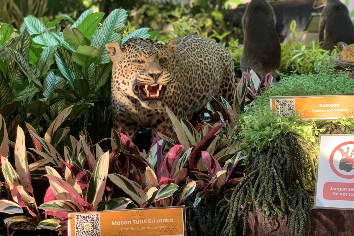 Night at the Ragunan Zoo, harga tiket masuk ragunan malam hari, ada satwa apa saja di wisata malam ragunan, jam berapa wisata malam ragunan, Wisata Malam Ragunan, Satwa Apa Saja yang Bisa Dilihat?