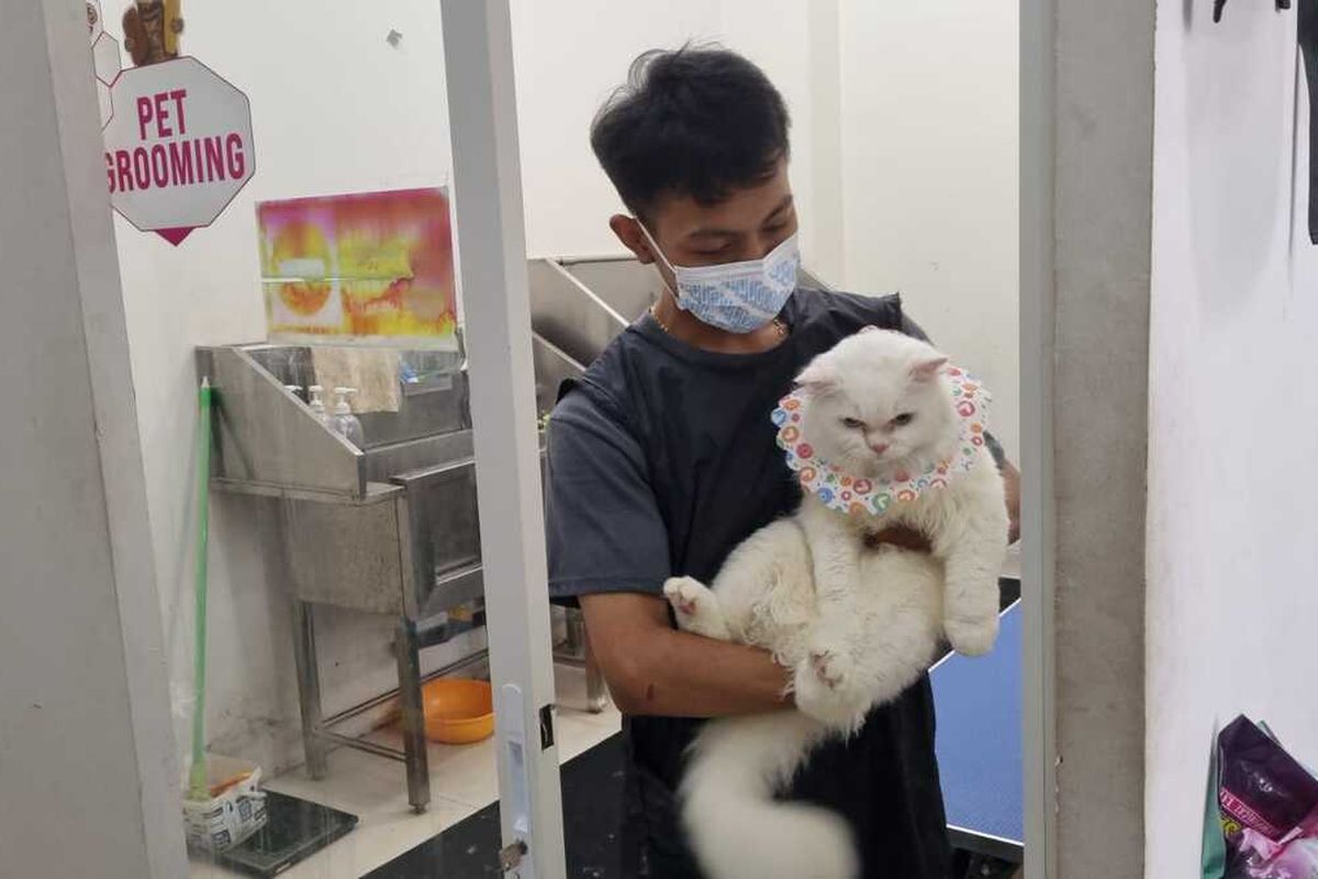 Aceh, hewan peliharaan, Mengintip Bisnis Jasa Penitipan Hewan Peliharaan di Aceh: Mudik Tenang, Kucing Aman