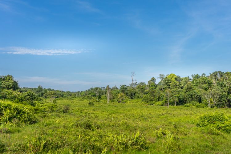 hutan Tesso Nilo, Taman Nasional Tesso Nilo, tesso nilo pelalawan, tesso nilo riau, keanekaragaman hayati hutan Tesso Nilo, flora dan fauna hutan Tesso Nilo, Keanekaragaman Hayati Taman Nasional Tesso Nilo, Termasuk yang Terkaya di Dunia, 1. Spesies mamalia, 2. Spesies burung, 3. Spesies ikan, 4. Spesies serangga, 5. Kelompok herpetofauna