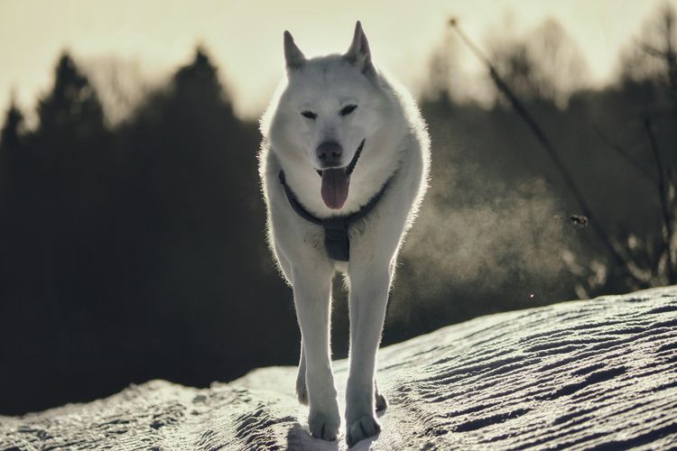 Sejarah Pertama Kali Anjing Jadi Peliharaan Manusia, Dimulai sejak 40.000 Tahun Lalu