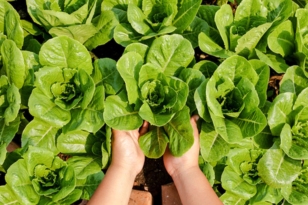 cara menanam selada di air, tanam ulang sayur dapur, cara tanam sayur tanpa tanah, berkebun hidroponik pemula, 5 Cara Menanam Selada dari Sisa Batang, Tanpa Tanah, Panen dalam 12 Hari, 1. Siapkan sisa batang selada dan potong bagian bawahnya, 2. Letakkan batang selada dalam air di tempat terang, 3. Ganti air secara rutin agar selada tetap segar, 4. Pantau pertumbuhan hingga daun layak panen, 5. Perhatikan waktu panen agar selada tidak pahit