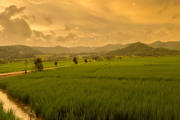 Wisata Persawahan di Yogya Ini Dikunjungi The Dudas, Ada Ariel Noah hingga Raffi Ahmad
