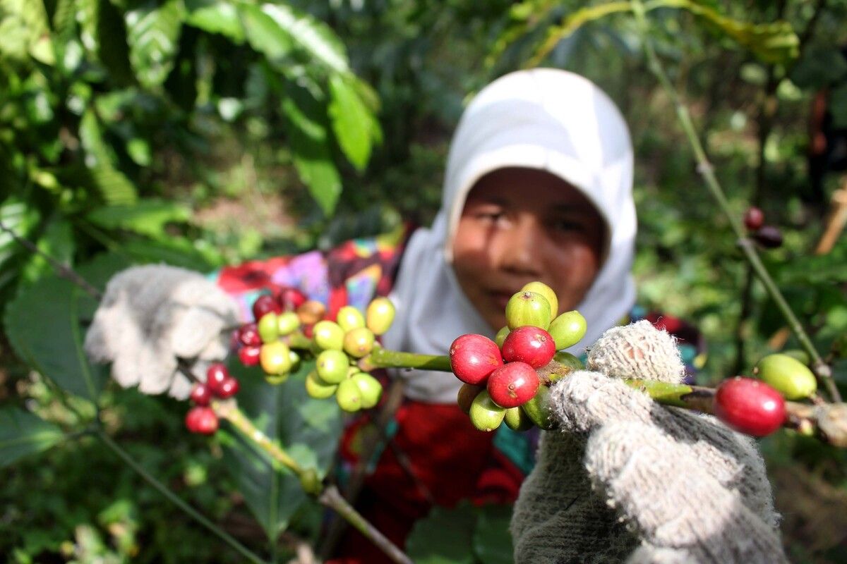 kopi, Ekspor, kakao, Kopi dan Kakao Indonesia Laris Manis di Luar Negeri