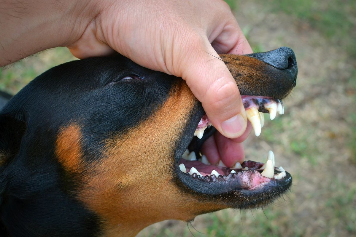 gejala rabies pada manusia, vaksin rabies gratis, kasus rabies di riau, kasus rabies terbanyak, rabies pekanbaru, gigitan anjing rabies, Setelah Pekanbaru, Bengkalis Jadi Daerah dengan Kasus Rabies Terbanyak di Riau, Sembilan warga digigit anjing rabies di Pekanbaru, Pemprov Riau gelar vaksinasi hewan gratis, Bahaya rabies dan cara pencegahannya, Langkah cepat saat tergigit hewan rabies