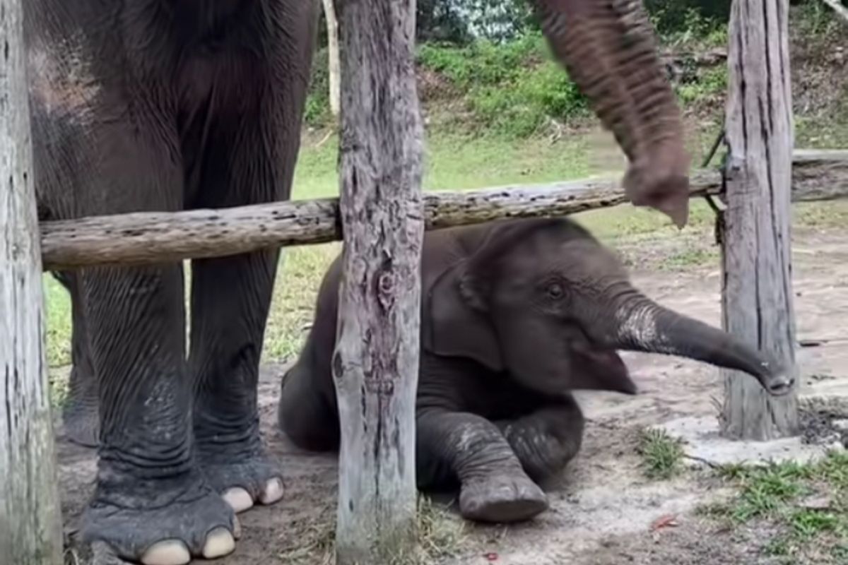 Taman Nasional Tesso Nilo, anak gajah di riau mati, Anak gajah Tari, Gajah Tari, anak gajah tari mati, Anak Gajah Tari di Tesso Nilo Mati Terinfeksi EEHV, Balai TN: Virus Ini Hanya Menyerang Gajah