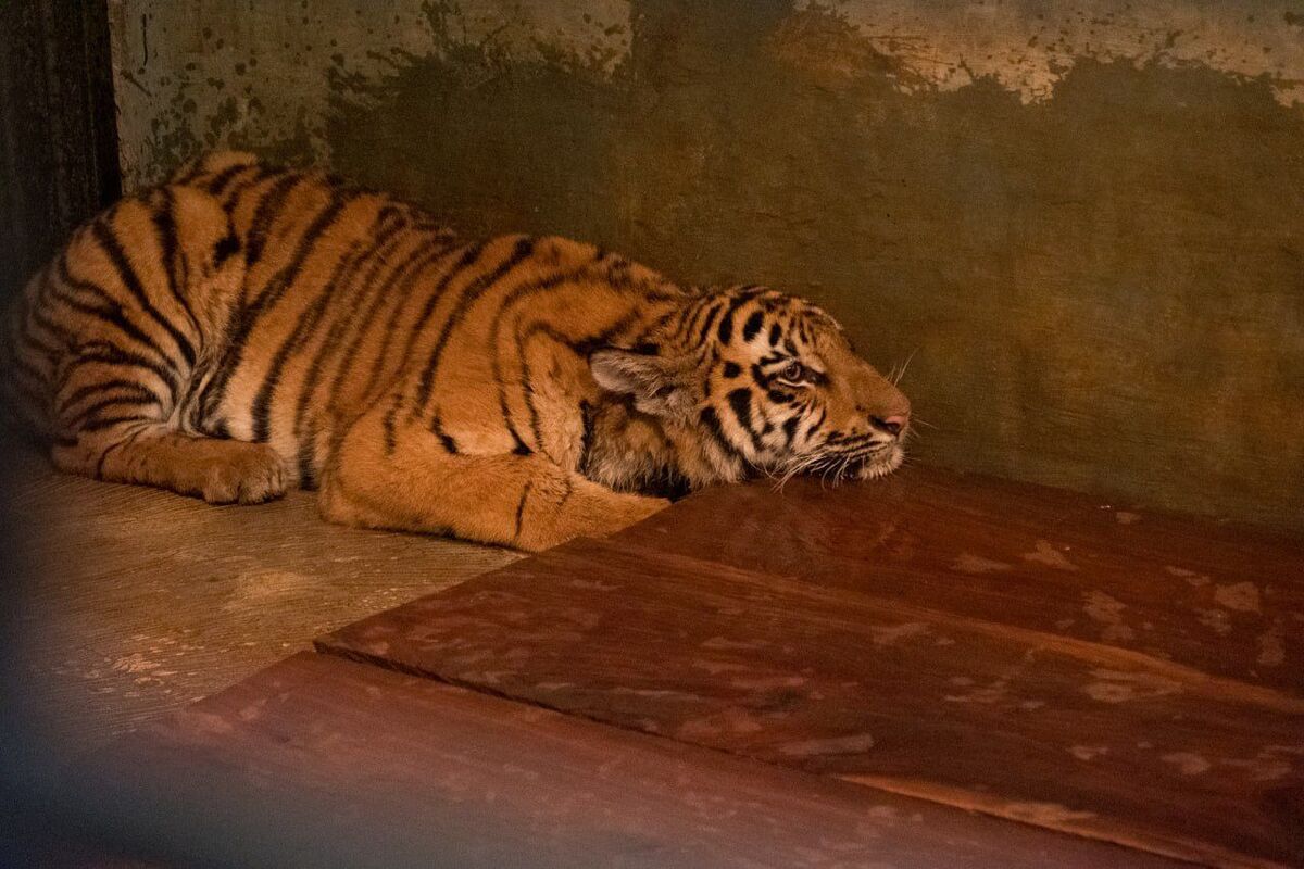 Megawati Soekarnoputri, Bandung Zoo, Megawati Perintahkan Kader PDIP Bantu Bandung Zoo, Pastikan Satwa Tak Terabaikan, Mengapa kader PDIP diminta turun tangan?, Apa bentuk bantuan yang akan dilakukan?, Apakah ada program khusus untuk membantu satwa?, Bagaimana mekanisme iuran kader?, Apa dorongan kepada pemerintah?