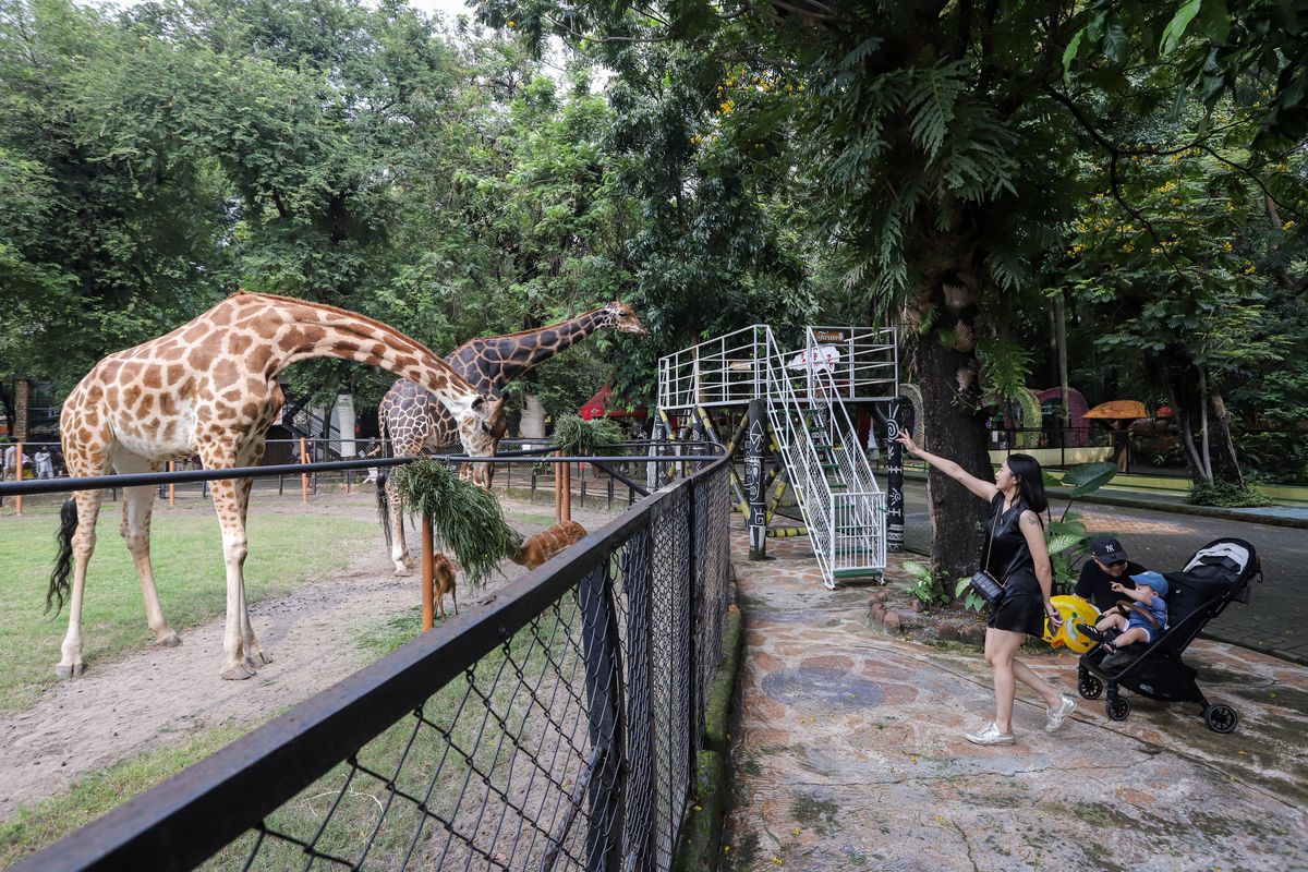 harga tiket kebun binatang surabaya, harga tiket bonbin Surabaya, tiket masuk Surabaya Zoo, kebun binatang di Surabaya, Harga Tiket Masuk Kebun Binatang Surabaya Saat Lebaran 2025