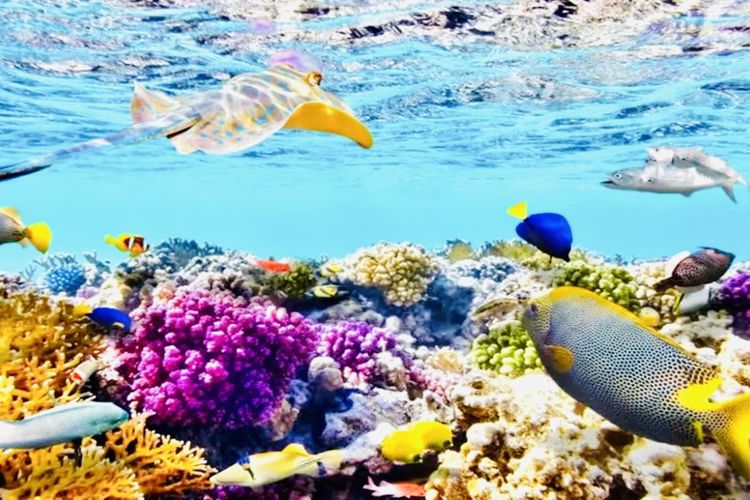 diving, snorkeling, 5 Rekomendasi Taman Laut Terbaik di Indonesia untuk Diving dan Snorkeling