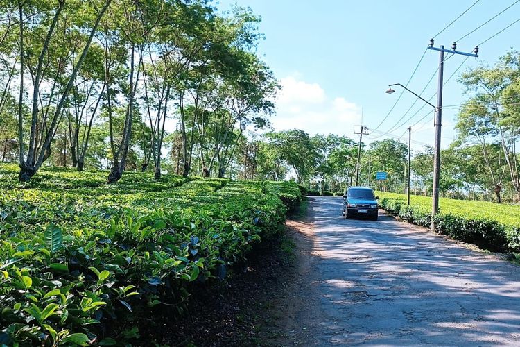 Malang, wisata di Malang, Rekomendasi 7 Tempat Wisata di Malang Raya, Banyak Pemandangan Alam, 1. Bukit Budug Asu (Lereng Gunung Arjuno), 2. Puncak Bundu (Bukit Purwo), 3. Kebun Teh Wonosari, 4. Bukit Kuneer, 5. Brakseng (Sumber Brantas), 6. Paralayang Batu (Gunung Banyak), 7. Bukit Waung (Pantai Modangan)