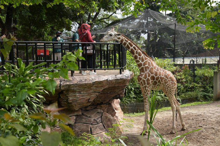 konflik bandung zoo, bandung zoo milik siapa, bandung zoo tiket, bandung zoo buka jam berapa, harga tiket bandung zoo 2025 terbaru, Bandung Zoo Buka Lagi Usai Konflik Internal, Simak Harga Tiketnya