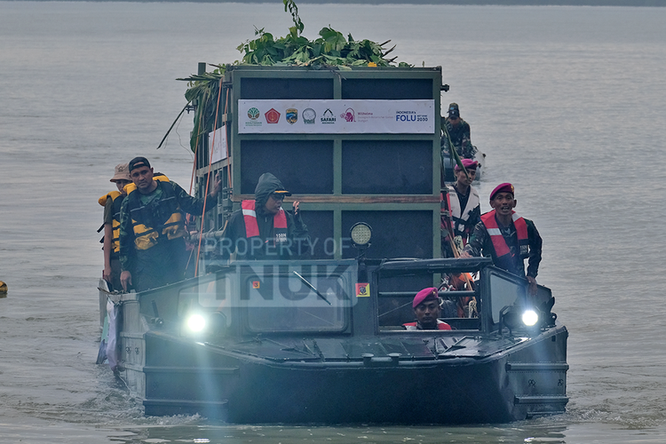 Badak Jawa, Taman Nasional Ujung Kulon, tnuk ujung kulon, badak jawa musofa, Kendaraan amfibi TNI AL, amfibi marinir, Badak Jawa Musofa Mati karena Penyakit Kronis Usai Keberhasilan Translokasi dengan Amfibi TNI AL