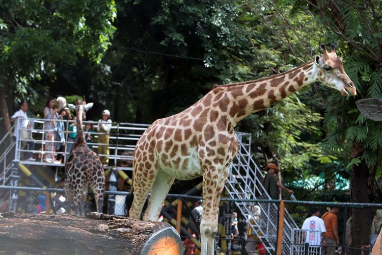 Taman Safari, Tiket Masuk, promo tempat wisata, promo Agustus 2025, gratis masuk, 14 Promo Tempat Wisata Spesial HUT ke-80 RI, TMII hingga Candi Prambanan, Ancol Taman Impian, Atlantis Ancol, Taman Safari Bogor, Dairyland Puncak, SantaSea Water Theme Park Sukabumi, Gembiraloka Zoo Yogyakarta, Kids Fun Yogyakarta, Galaxy Waterpark Jogja, Candi Prambanan, Borobudur, dan Keraton Ratu Boko , Flora Wisata Santerra De Laponte, Malang, Kebun Binatang Surabaya