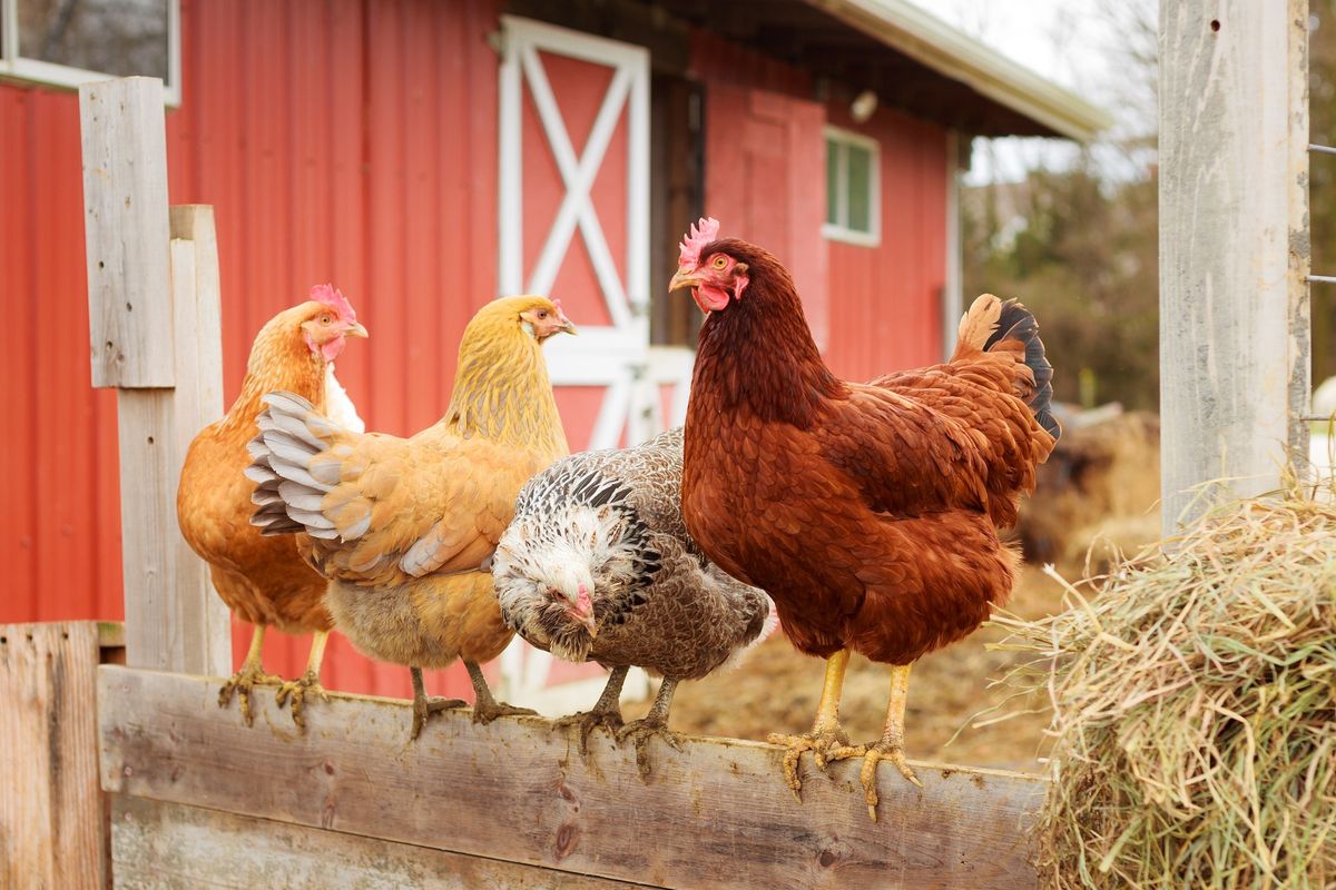 Hari Raya Idul Adha, ibadah kurban, ayam, Syarat Hewan Kurban, Ayam, Menyembelih ayam, hari raya idul adha, syarat hewan kurban, menyembelih ayam, Bolehkah Kurban Pakai Ayam di Idul Adha? Ini Penjelasan Ulama