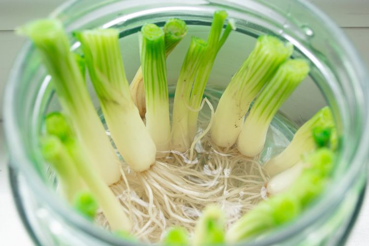 cara menanam daun bawang, cara menanam daun bawang dari batang, cara menanam daun bawang agar tidak busuk, tanaman dapur hidup, Cara Tanam Daun Bawang dari Sisa Batang, Dijamin Panen Terus, Cara Menanam Daun Bawang di Air, Cara Menanam Daun Bawang di Tanah, Tips Agar Tumbuh Subur, Cara Menyimpan Daun Bawang Setelah Panen