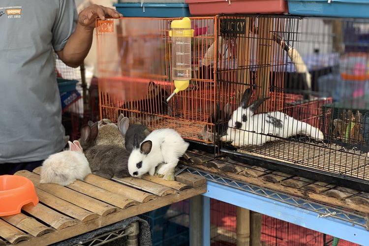 pameran flona di lapangan banteng 2025, pameran flona 2025, harga tanaman di pameran flona 2025, harga hewan peliharaan pameran flona 2025, bujet belanja di pameran flona 2025, Belanja Tanaman dan Hewan di Pameran Flona 2025, Segini Kisaran Harganya, Harga tanaman hias di Pameran Flona 2025, Harga bonsai puluhan juta, Harga tanaman buah dan sayur, Harga hewan peliharaan