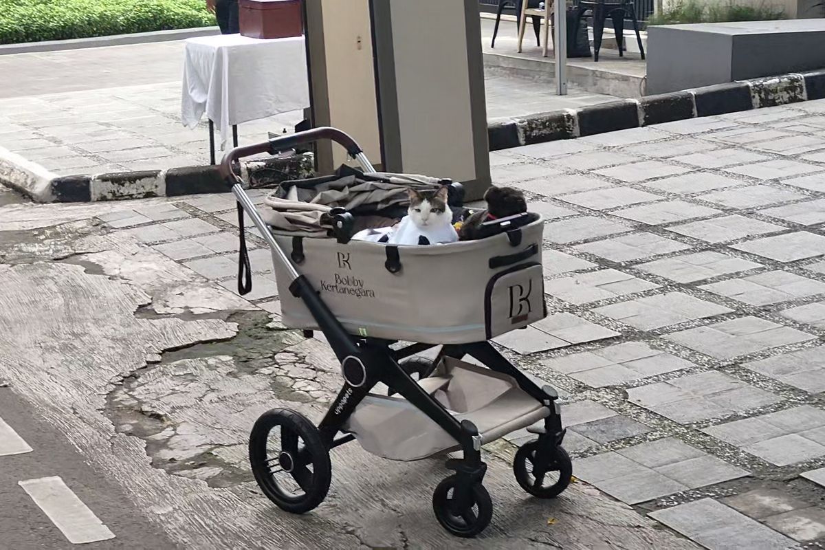 Bobby Kertanegara, Idul Adha, idul adha, kucing Prabowo Subianto, gaya bobby kertanegara, bobby kertanegara koko putih, Bobby Kertanegara Bergaya dengan Koko Putih saat Idul Adha