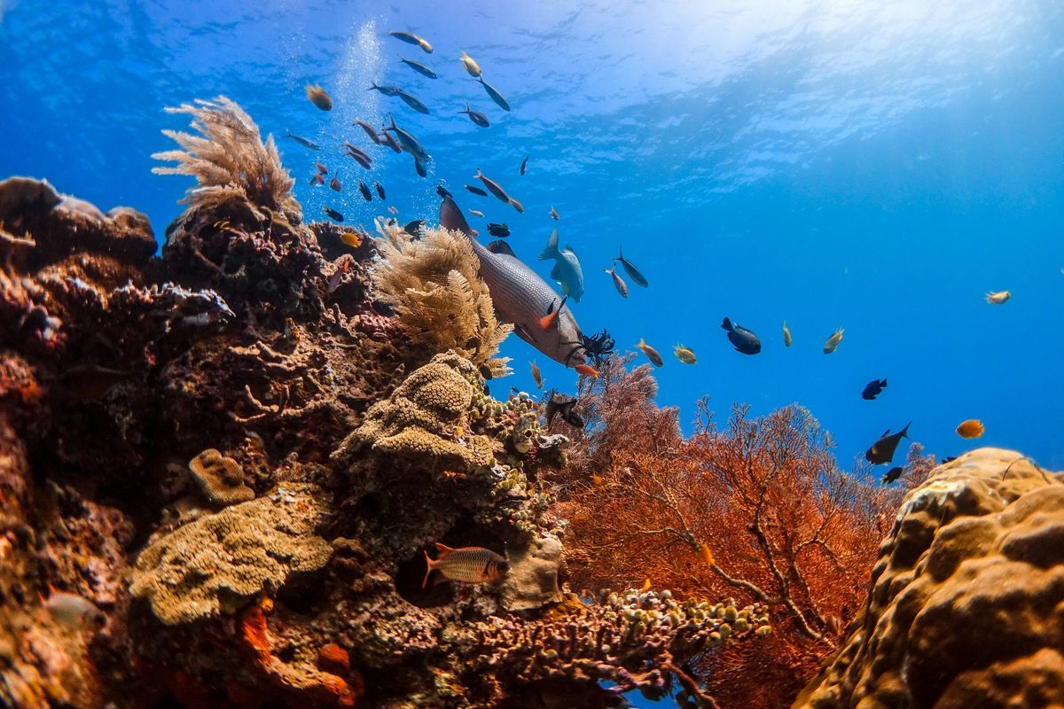 paus sperma, kima raksasa, pari manta, Paus sperma, Pari manta, Pari Manta, Kima raksasa, Tambang Nikel Ancam Raja Ampat, Ahli IPB: Tambang Nikel di Raja Ampat Ancam Paus Sperma, Kima Raksasa, dan Pari Manta