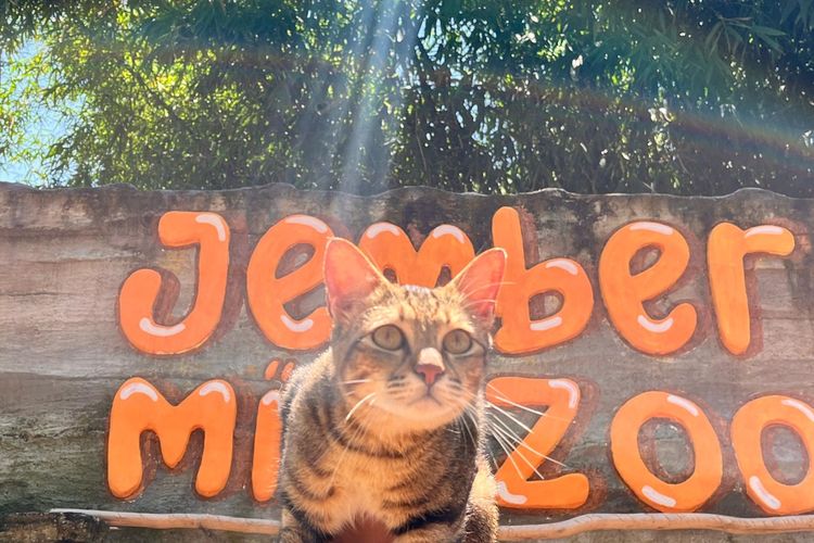 jember mini zoo harga tiket masuk, atraksi kucing jember mini zoo, cara menonton atraksi kucing jember mini zoo, aturan menonton atraksi kucing jember mini zoo, jadwal menonton atraksi kucing jember mini zoo, 3 Cara Menonton Pertunjukan Edukasi Kucing di Jember Mini Zoo