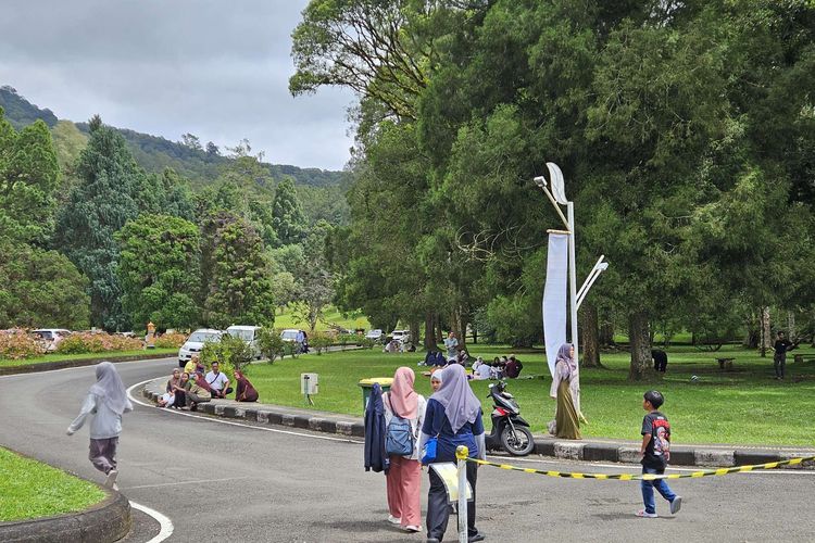 Kebun Raya Bali, Giant Ficus Tree, pohon raksasa, pohon beringin, Tomorrow X Together, Keunikan Pohon Beringin Raksasa di Kebun Raya Bali, Usianya Lebih dari 1 Abad