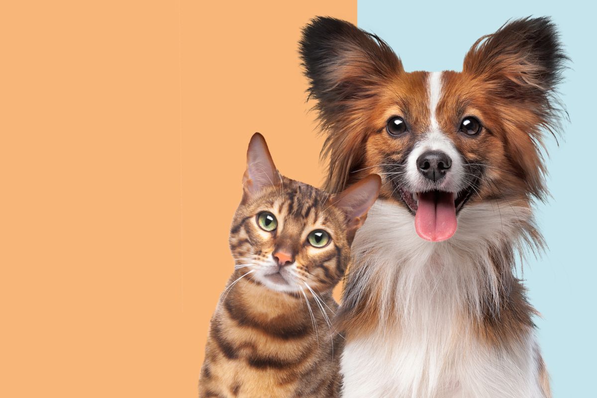 Jakarta, daging anjing, konsumsi daging anjing, larangan konsumsi daging anjing dan kucing, larangan konsumsi daging anjing di jakarta, Pergub Larangan Perdagangan Daging Anjing dan Kucing Resmi Berlaku di Jakarta, Pramono: untuk Kesehatan Warga, Isi Larangan dalam Pergub 36/2025, Tahapan Sanksi bagi Pelanggar, DPRD DKI: Regulasi yang Sudah Lama Dinantikan, Perlindungan Kesehatan Publik Jadi Prioritas, Pengawasan Akan Diperketat