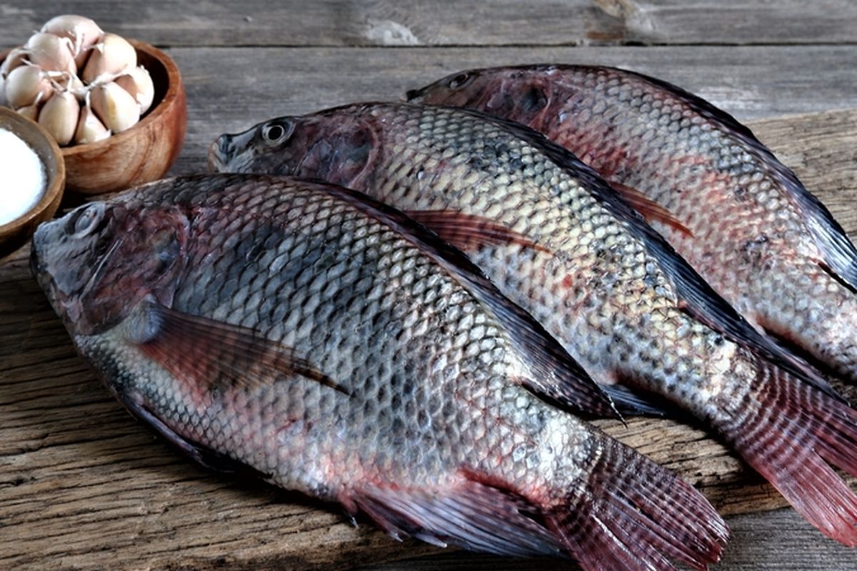cara masak ikan agar tidak amis, tips masak ikan agar tidak amis, cara membersihkan ikan kembung, ciri ikan segar, tips masak ikan dari chef, Cara Masak Ikan agar Tidak Amis, Ikuti Tips dari Chef Ini