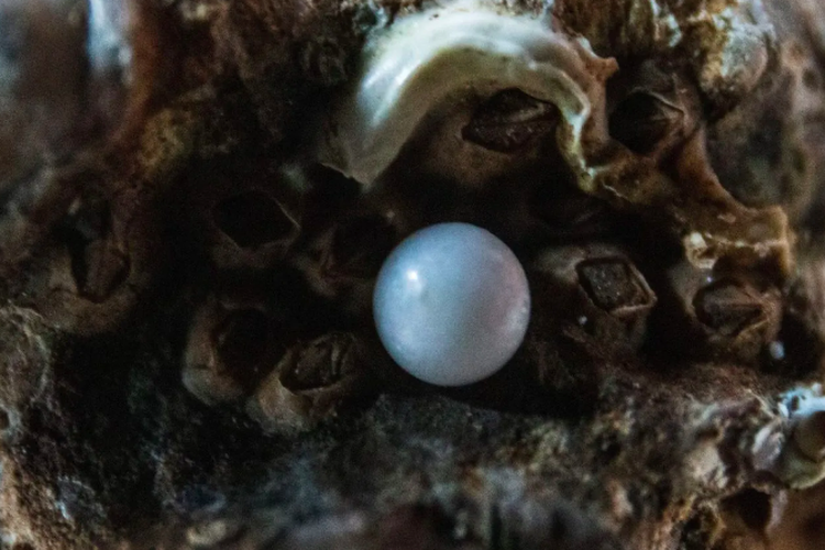 Mutiara, mutiara putih dan hitam, perbedaan mutiara hitam dan putih, mutiara tahiti, mutiara laut selatan, warna mutiara, warna mutiara putih, warna mutiara hitam, Apa Bedanya Mutiara Hitam dan Mutiara Putih? Ini Jawaban Pakar
