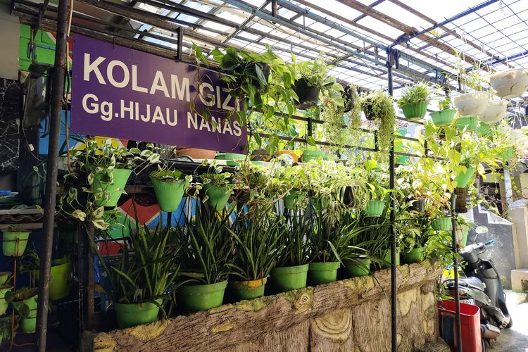 Saya Menyusuri Gang Hijau Srengseng, Secuail Oase di Tengah Padatnya Kota Jakarta, Langkah kecil menghijaukan bumi dari gang, Tak lupa apresiasi , Pentingnya kesadaran masyarakat, Mendulang cuan dari olahan tanaman