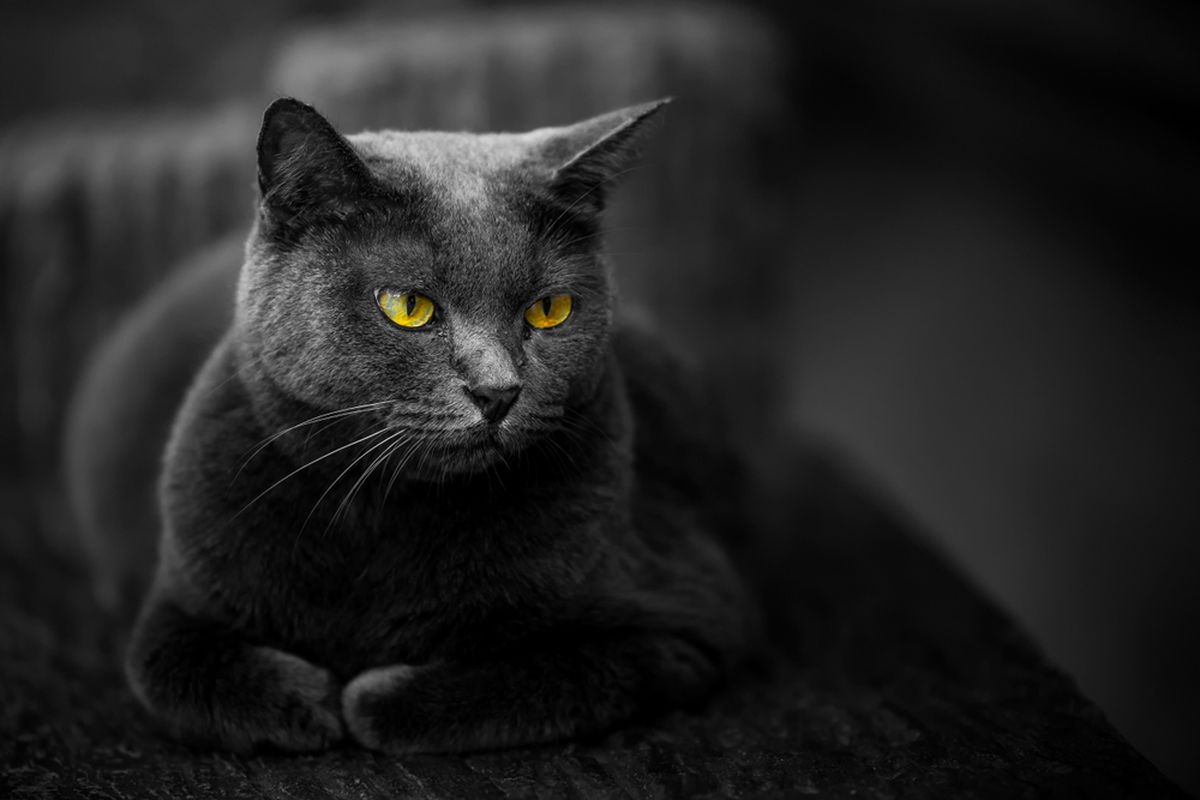Natal, Jolakotturinn, Kucing raksasa, Kucing Natal, perayaan Natal, Di Balik Cerita Jolakotturinn, Si Kucing Raksasa Pemangsa Anak Nakal Saat Natal, Kucing raksasa dalam mitologi Islandia, Lanskap, iklim, dan pakaian hangat, Sudut pandang lain dari kisah Jolakotturinn, Hewan peliharaan Gryla, Jolakotturinn dan perayaan Natal