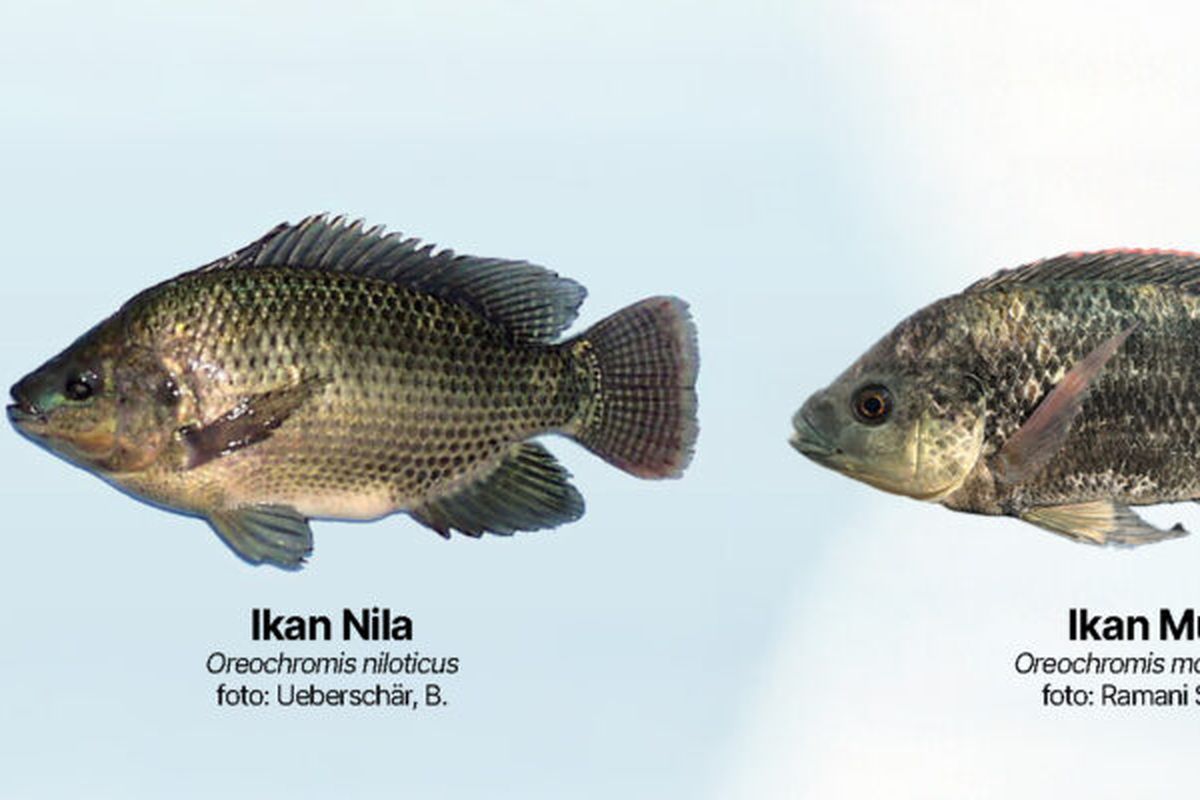 Ikan nila, ikan mujair, IPB University, ikan nila, Ikan mujair, perbedaan ikan nila dan ikan mujair, Jangan Salah Lagi, Kenali Perbedaan Ikan Nila dan Mujair