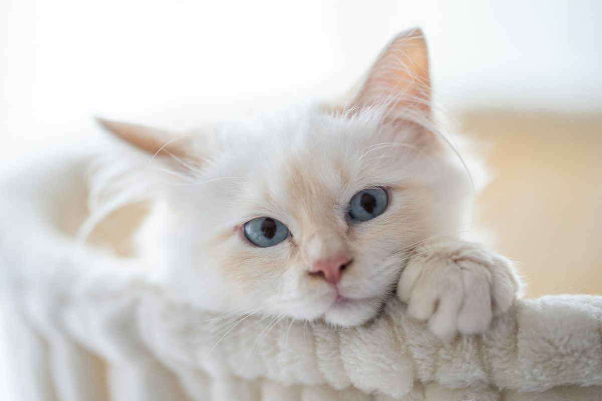 kucing, cara kucing berkomunikasi, Mengapa Kucing Suka Memijat 'Membuat Biskuit'? Ternyata Ini Arti di Balik Perilaku Uniknya, Rahasia di Balik Ekor dan Kedipan Mata, Vokalisasi yang Luar Biasa, Arti Perilaku Unik: 'Membuat Biskuit' hingga Menempelkan Bokong, Fungsi Kumis dan Kontak Mata