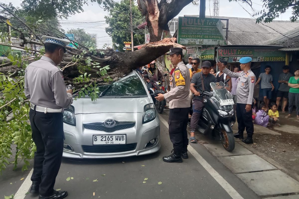 pohon tumbang, hujan deras, musim hujan, tips mengemudi, Hujan deras, Saat Hujan Deras, Waspada Bahaya Pohon Tumbang di Jalan