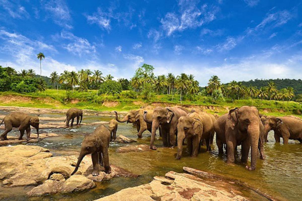 Taman Nasional Way Kambas, gajah, gajah liar, Kegiatan Wisata di Taman Nasional Way Kambas Ditutup Sementara, Pengelola Ungkap Alasannya