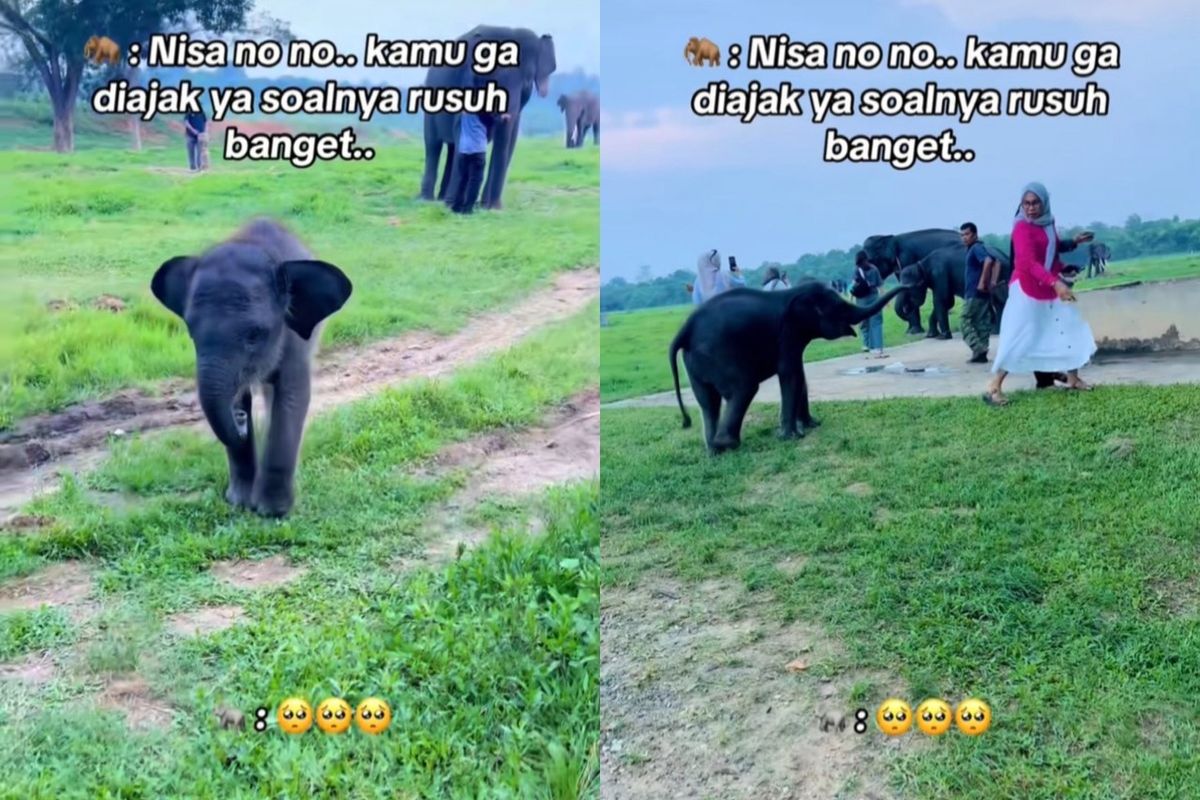 anak gajah, Taman Nasional Way Kambas, gajah way kambas, nisa gajah way kambas, nisa gajah lampung, Cara ke Taman Nasional Way Kambas, Menyapa Nisa si Gajah Cilik yang Jadi Seleb, Wisata Konservasi, Bukan Lagi Atraksi Sirkus, Nisa, Gajah Cilik Viral di Media Sosial, Konsep Wisata Terintegrasi, Tarif Baru TN Way Kambas, Rute Menuju TN Way Kambas