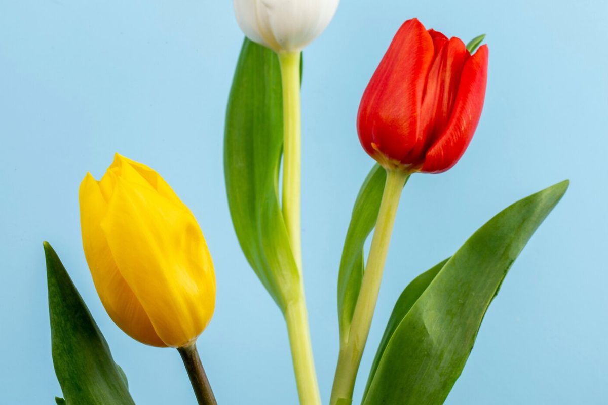 zodiak, zodiak virgo, zodiak gemini, zodiak leo, zodiak taurus, zodiak Cancer, bunga yang cocok sesuai zodiak, Bunga yang Cocok untuk 12 Zodiak, Aries Bunga Tulip, Aries (21 Maret – 19 April): Tulip, Taurus (20 April – 20 Mei): Mawar, Gemini (21 Mei – 20 Juni): Lavender, Cancer (21 Juni – 22 Juli): Lili, Leo (23 Juli – 22 Agustus): Bunga Matahari, Virgo (23 Agustus – 22 September): Aster, Libra (23 September – 22 Oktober): Anyelir, Scorpio (23 Oktober – 21 November): Geranium, Sagitarius (22 November – 21 Desember): Anyelir Merah, Capricorn (22 Desember – 19 Januari): Pansy, Aquarius (20 Januari – 18 Februari): Anggrek, Pisces (19 Februari – 20 Maret): Teratai, Menemukan makna lewat bunga