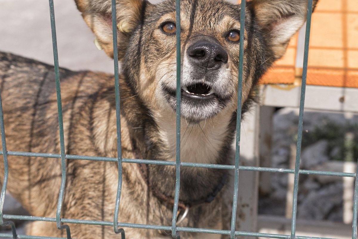 thailand, rabies, Virologi IPB, Catat, Begini Cara Mencegah Penularan Rabies Saat Berwisata