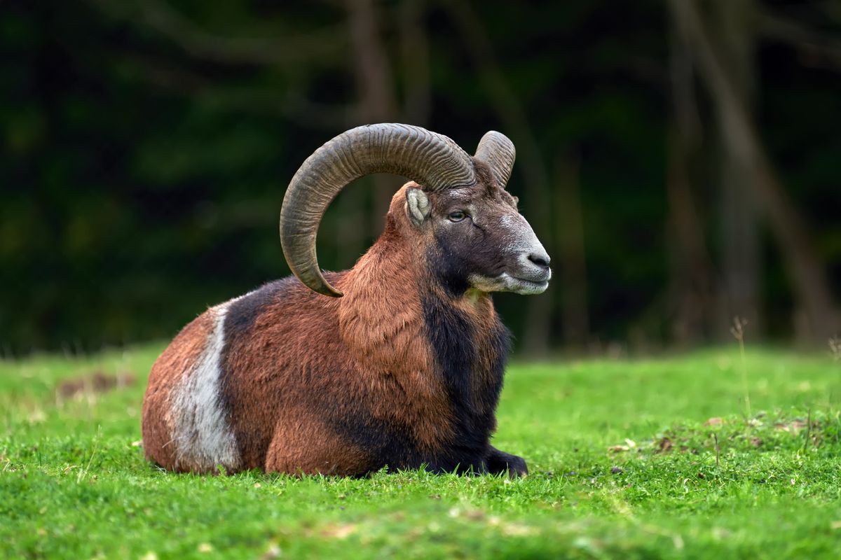 Aries, zodiak, Zodiak Aries, Zodiak 15 April Adalah Aries, Begini Sifat dan Kelebihannya, Berani dan Percaya Diri, Penuh Energi dan Antusias, Jiwa Pemimpin yang Kuat, Spontan dan Jujur, Optimis dan Pantang Menyerah