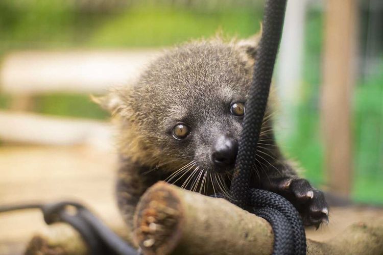 binturong, Bandung Zoo, Binturong, Kucing bertuah, Kelahiran 